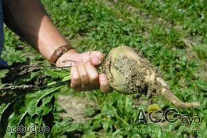 Инвестировать в биоэтанол будет аграрный сектор